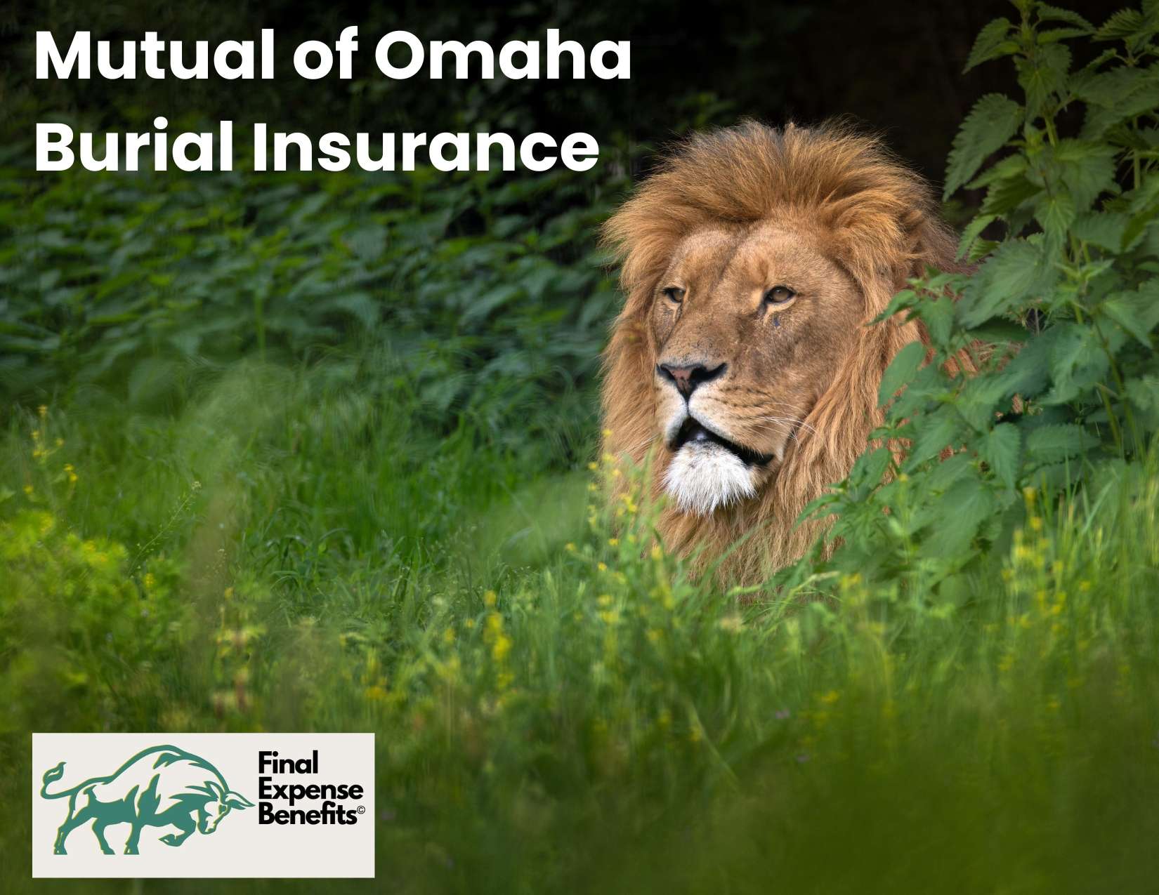 A lion in a forest, with text reading "Mutual of Omaha Burial Insurance".