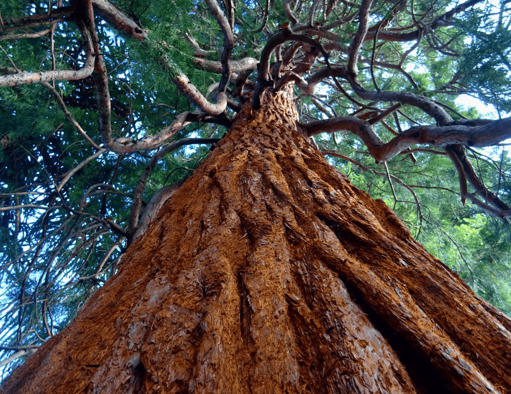 How does tree pod burial work
