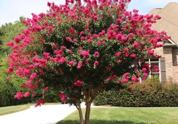 Pnk_Velour_Crape_Myrtle_9_650x