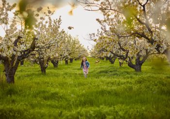 Happy little girl running in green grass garden with cherry blooming tree landscape background. Concept of travel in spring season.