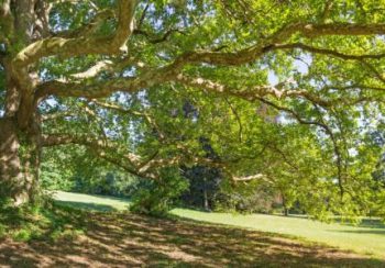 Topolcianky - The light under the platanus of park in Topolcianky.